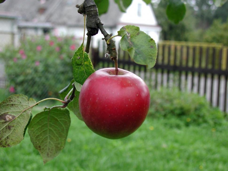 Free Image of Apple Hanging From Tree in Yard 