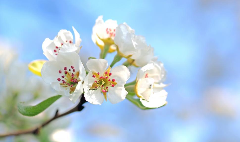 Free Image of Close Up of White Flowers on Tree 