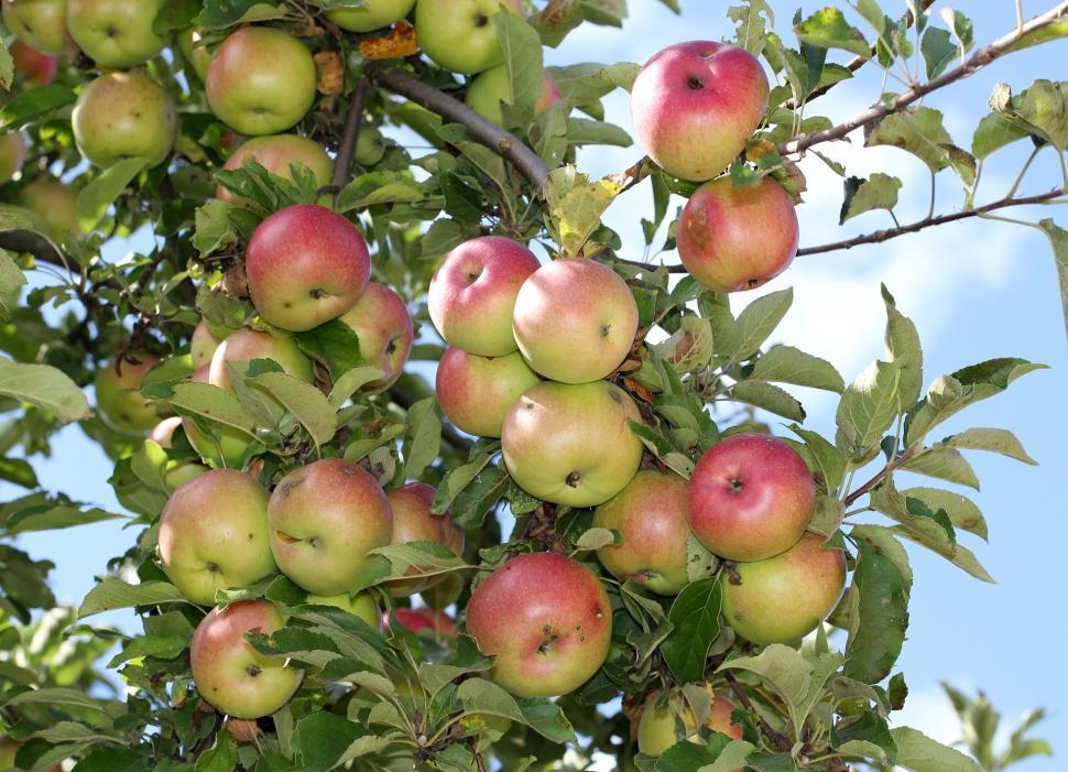 Free Image of Abundant Tree With Green and Red Apples 