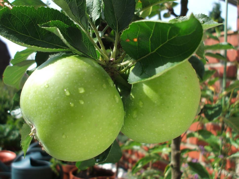 Free Image of Green Apples Hanging From a Tree 