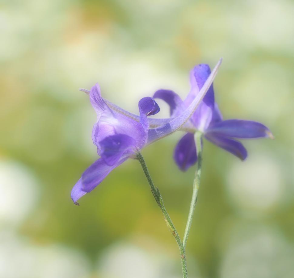 Free Image of Purple Flower With Blurry Background 