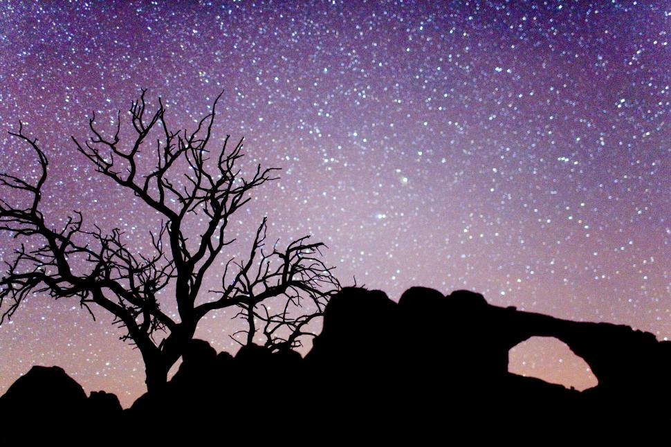 Free Image of Lone Tree Silhouetted Against Night Sky 