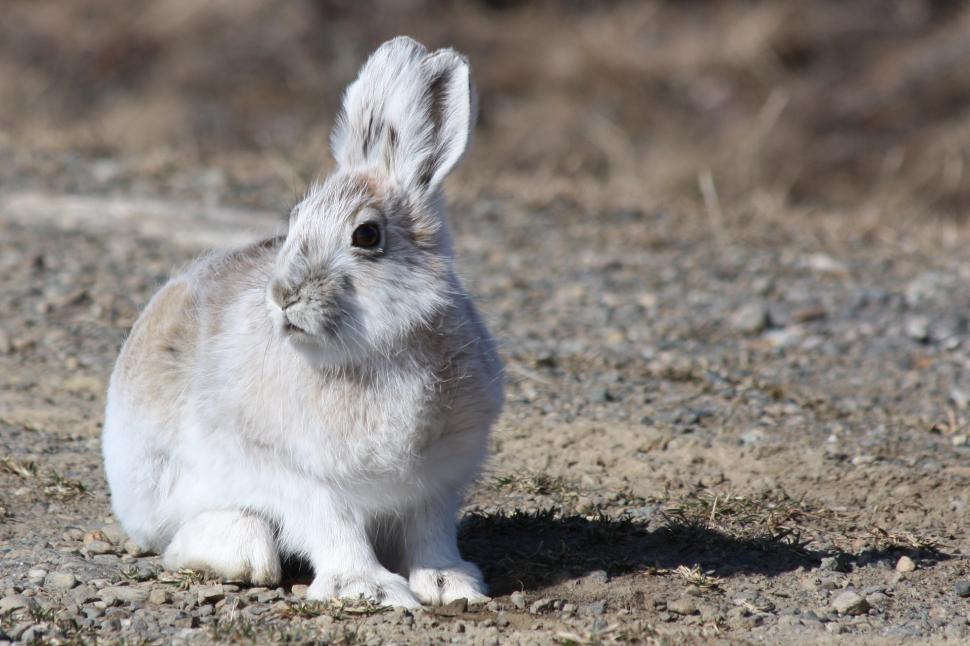 Free Image of White Rabbit Sitting on Dirt Field 