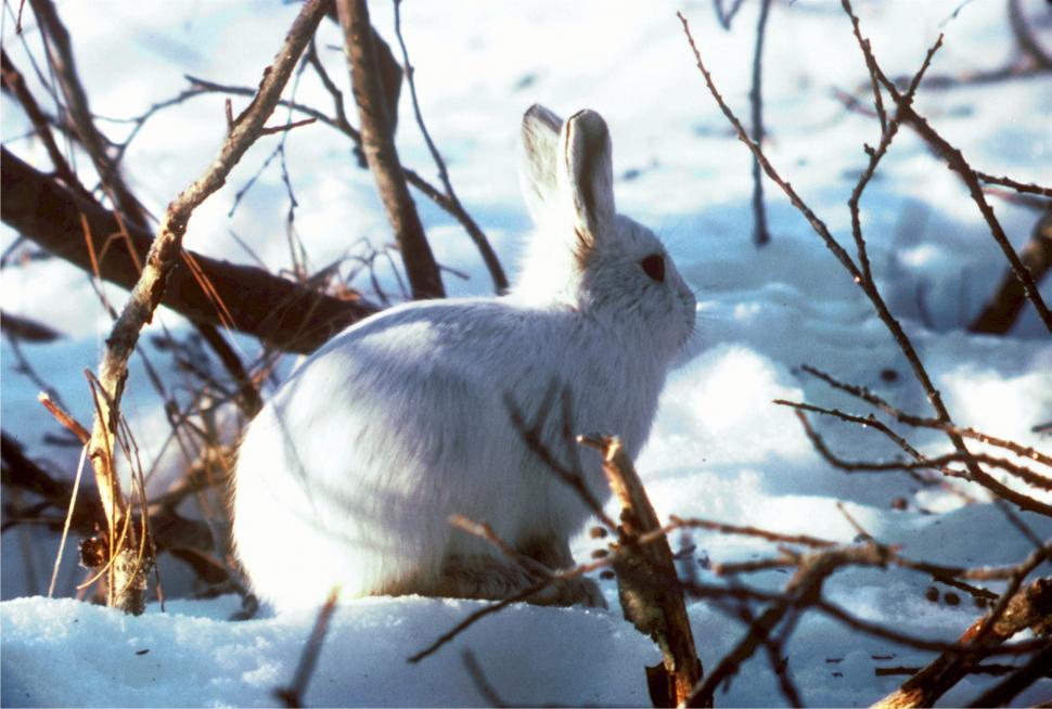 Free Image of White Rabbit Sitting in Snow 