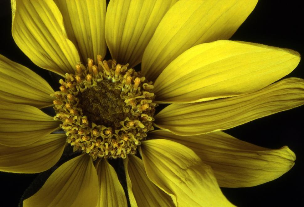 Free Image of Yellow Flower Against Black Background 