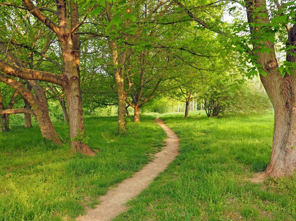 Free Image of A Path Cutting Through a Dense Green Forest 