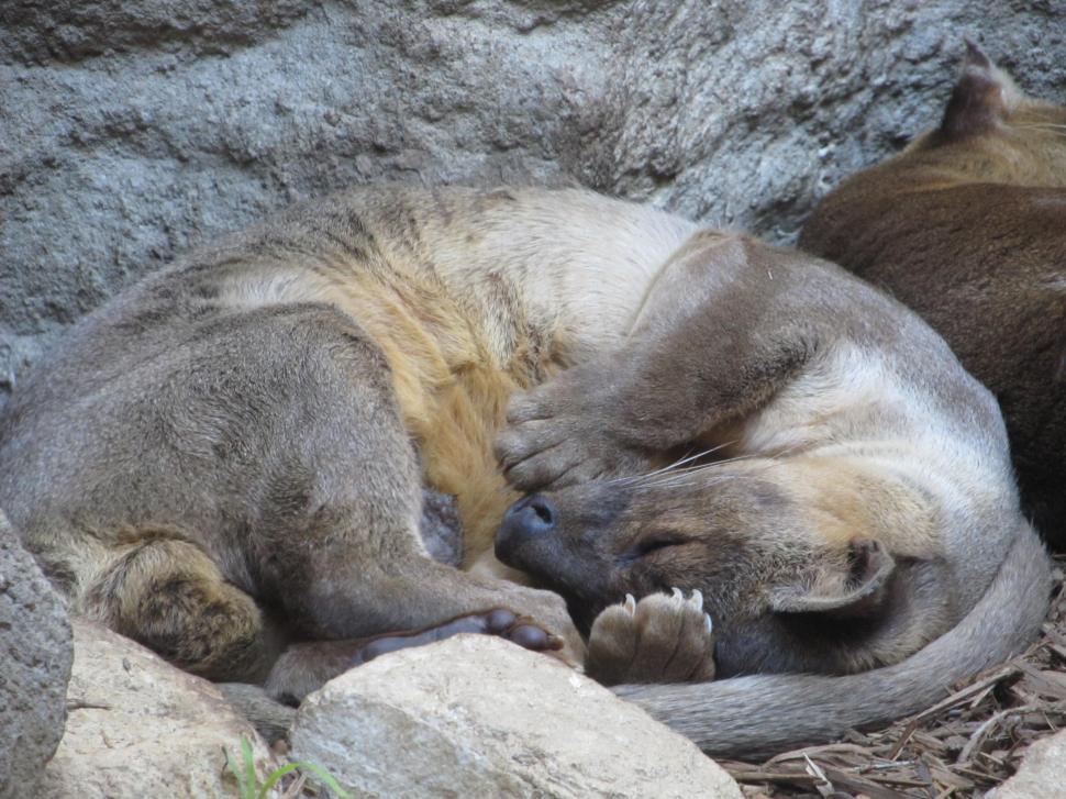 Free Image of bear ice bear sea lion mammal eared seal komodo dragon 