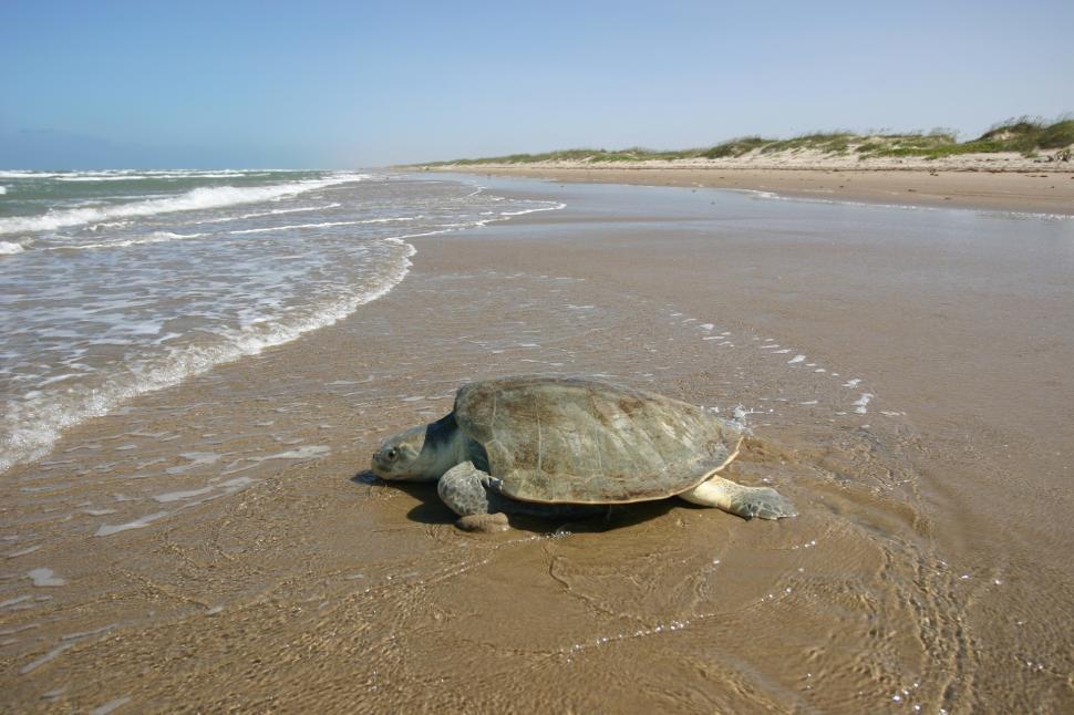 Free Image of Large Turtle Laying on Beach 
