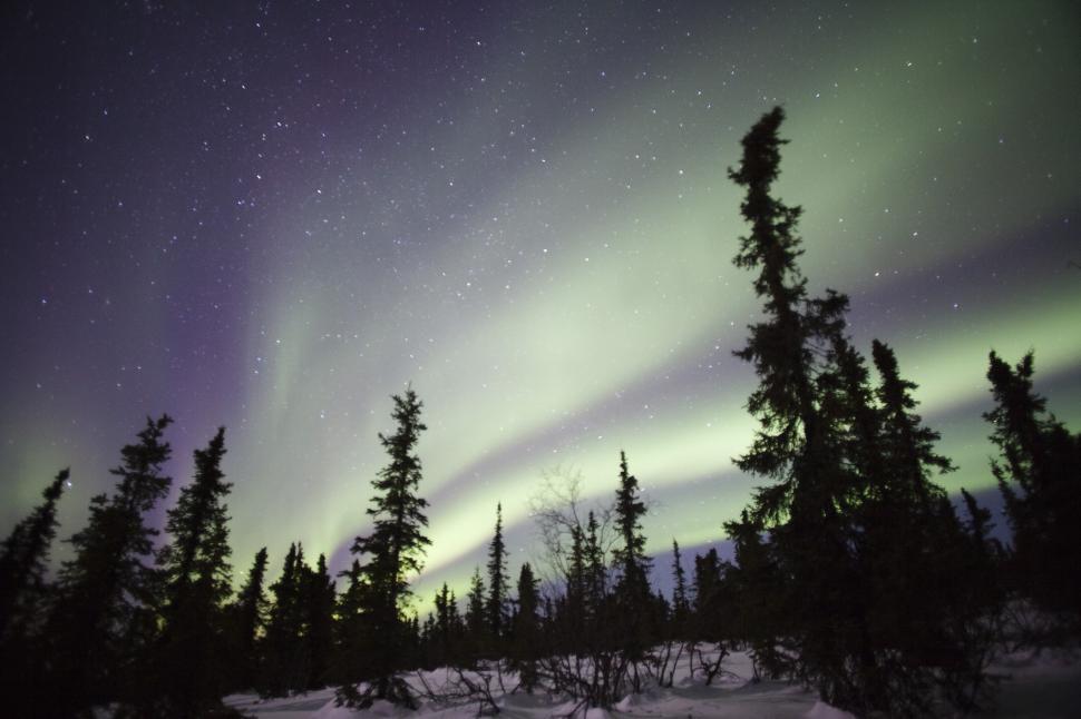 Free Image of Aurora Borealis Glowing Above Forest 