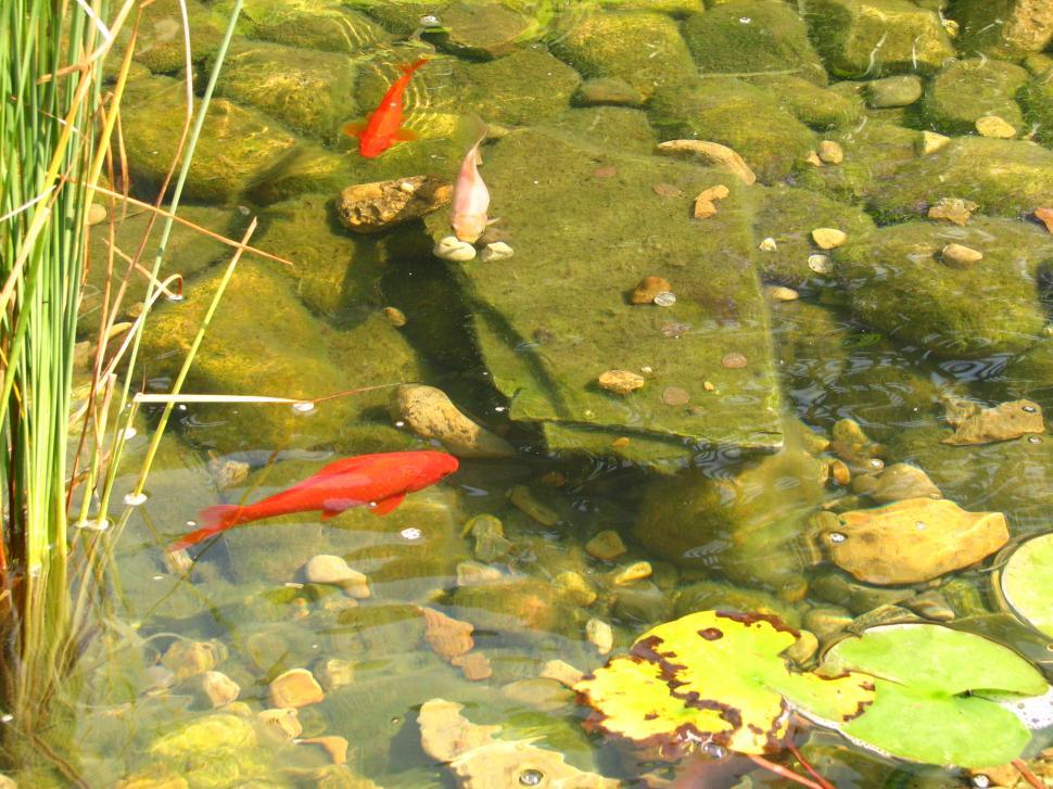 Free Image of Fish Pond 
