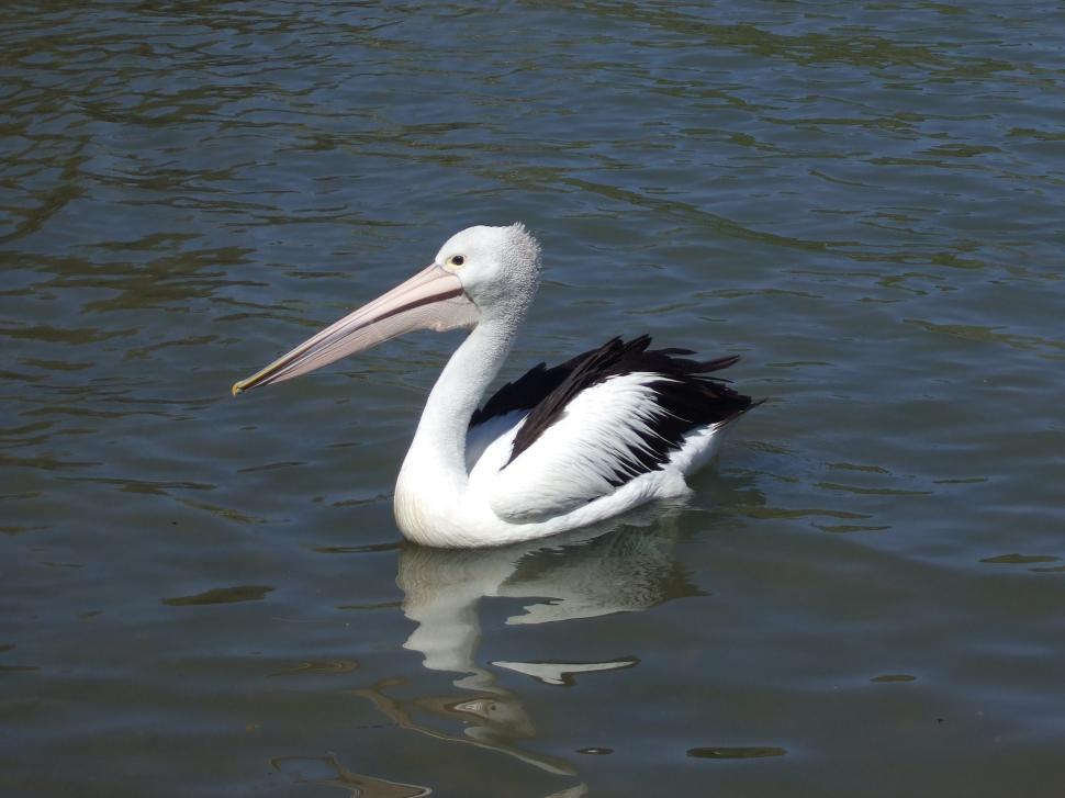 Free Image of Black and White Bird Floating on Top of a Lake 