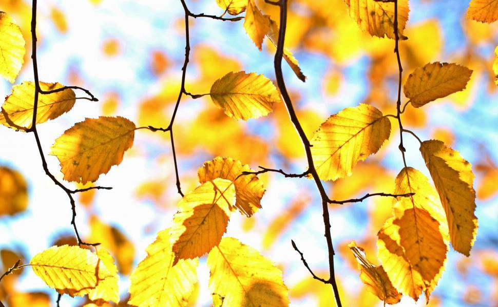 Free Image of Tree Branch With Yellow Leaves and Blue Sky 