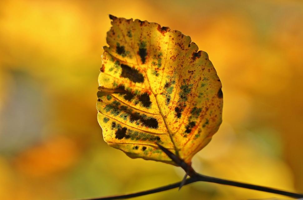 Free Image of Yellow Leaf With Black Spots 
