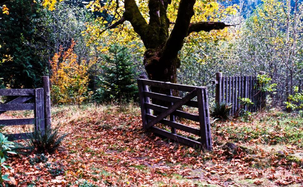 Free Image of Wooden Fence Next to Tree in Forest 