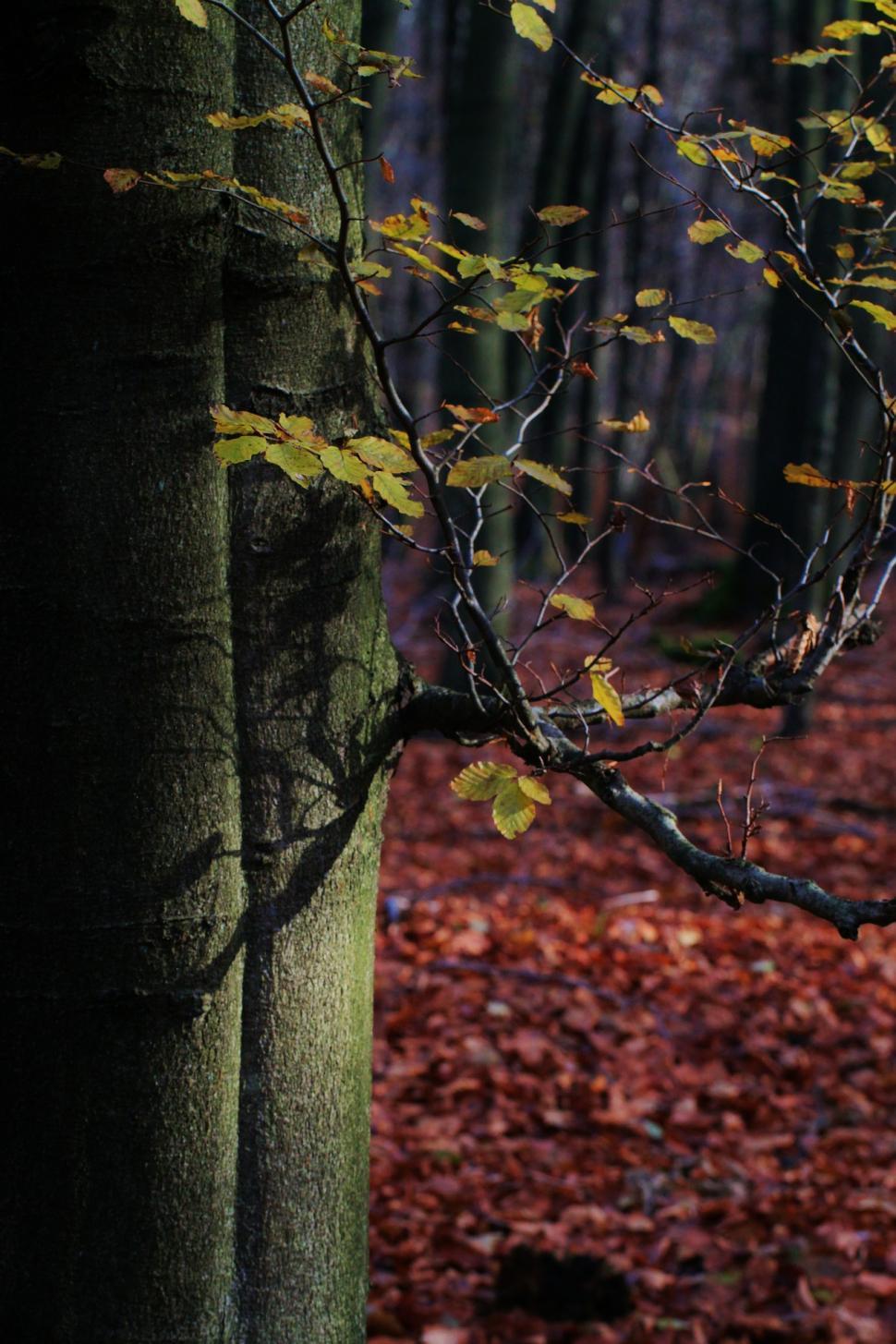 Free Image of Tree With Yellow Leaves in Forest 
