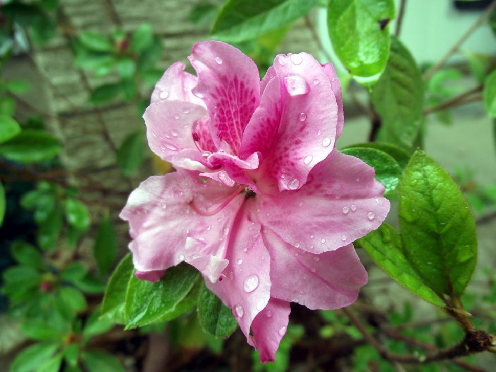Free Image of Pink Flower With Water Droplets 