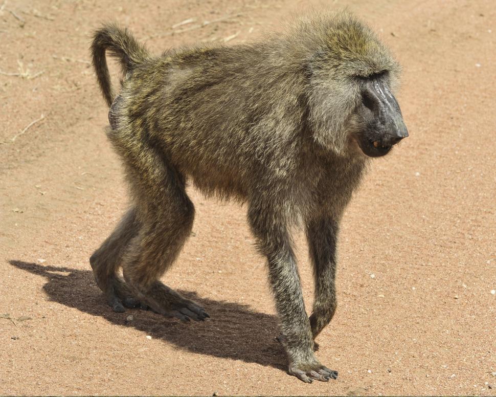 Free Image of Baby Baboon Walking Across Dirt Road 