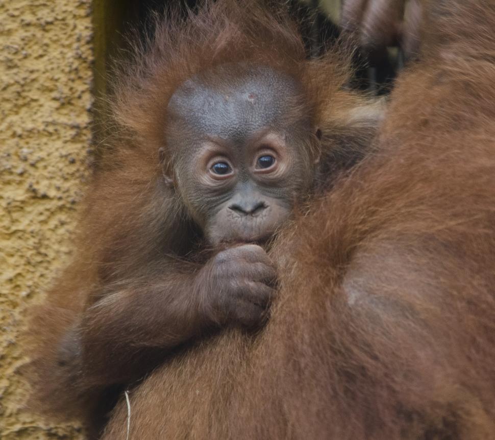 Free Image of Baby Orangutan Sitting on Mother 