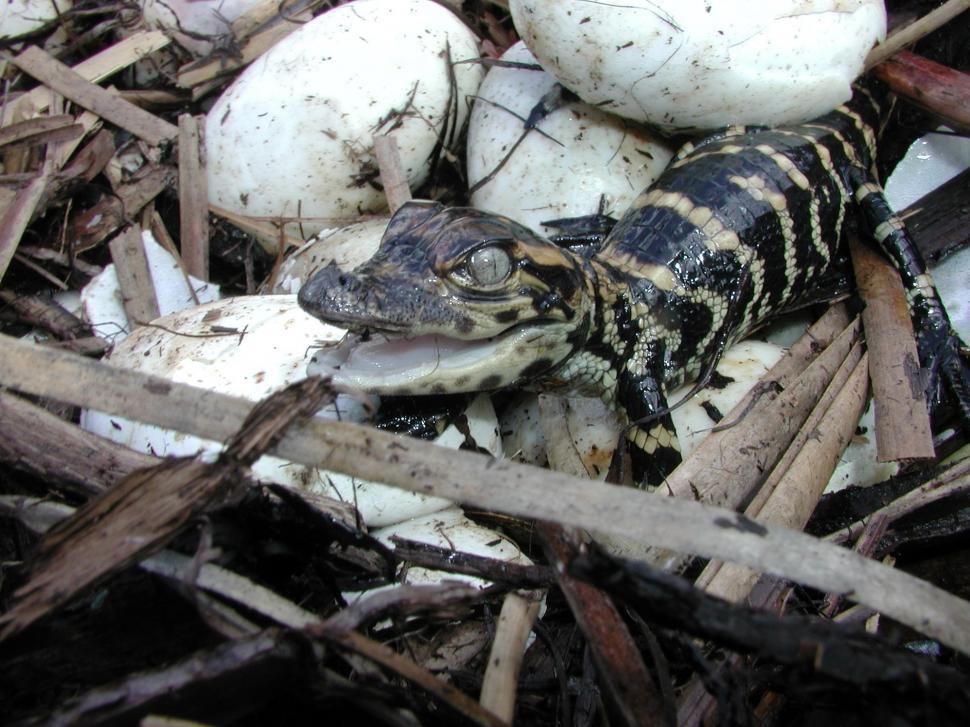 Free Image of lizard whiptail alligator lizard anguid lizard reptile scorpion arthropod 