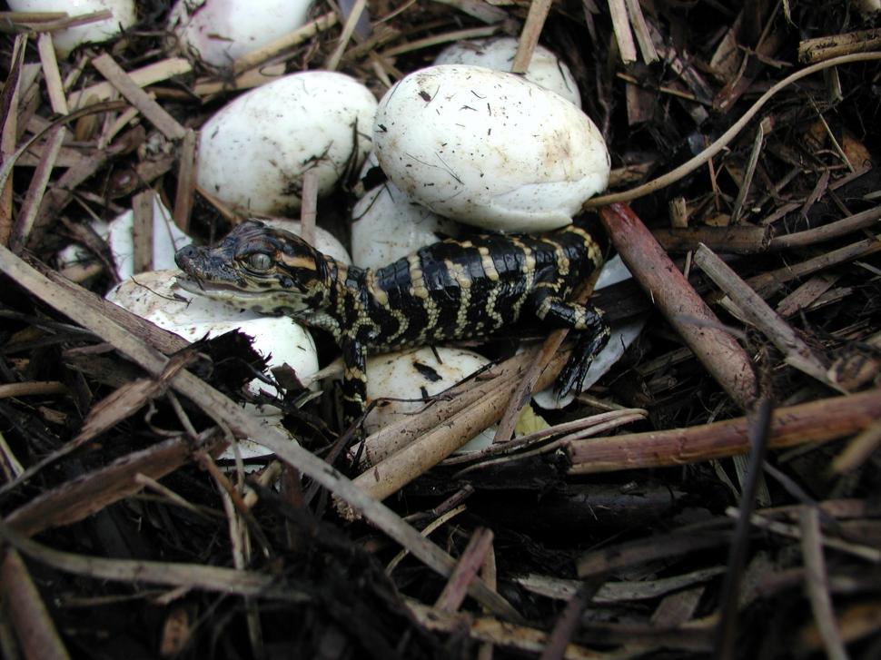 Free Image of Close Up of Bird Eggs in Nest 
