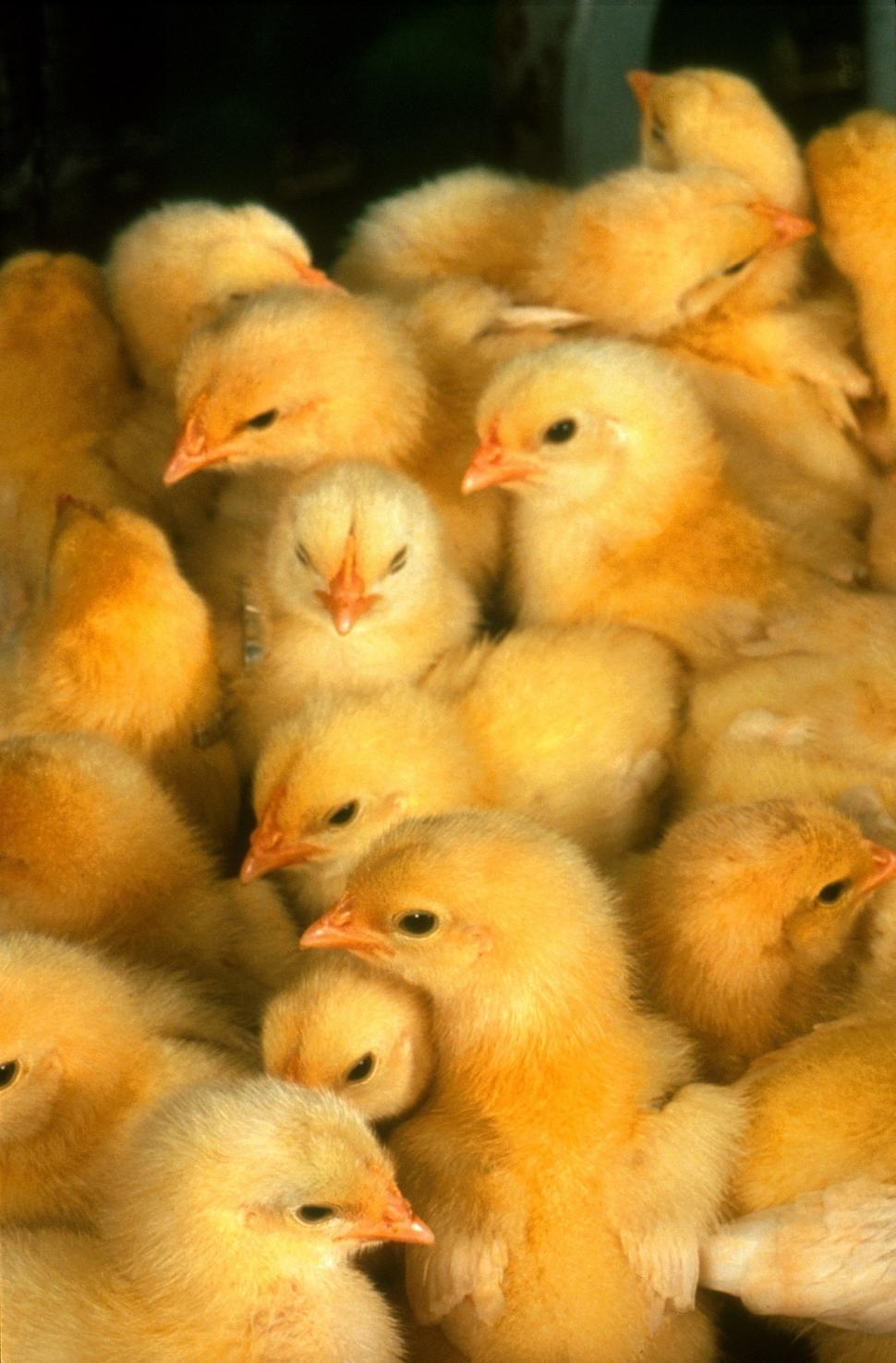 Free Image of Group of Little Yellow Chicks Huddled Together 