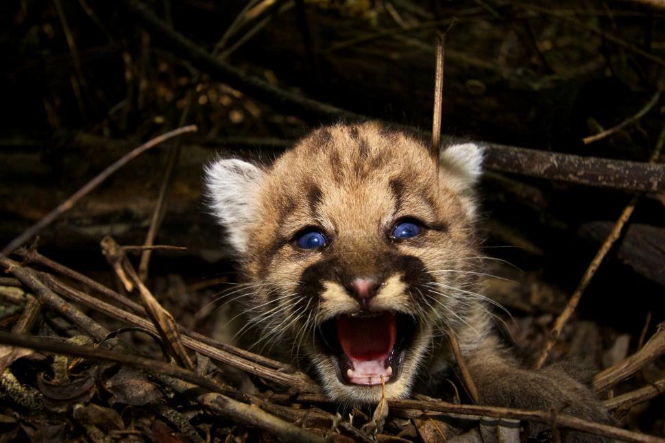 Free Image of Baby Mountain Lion Cub With Mouth Open 