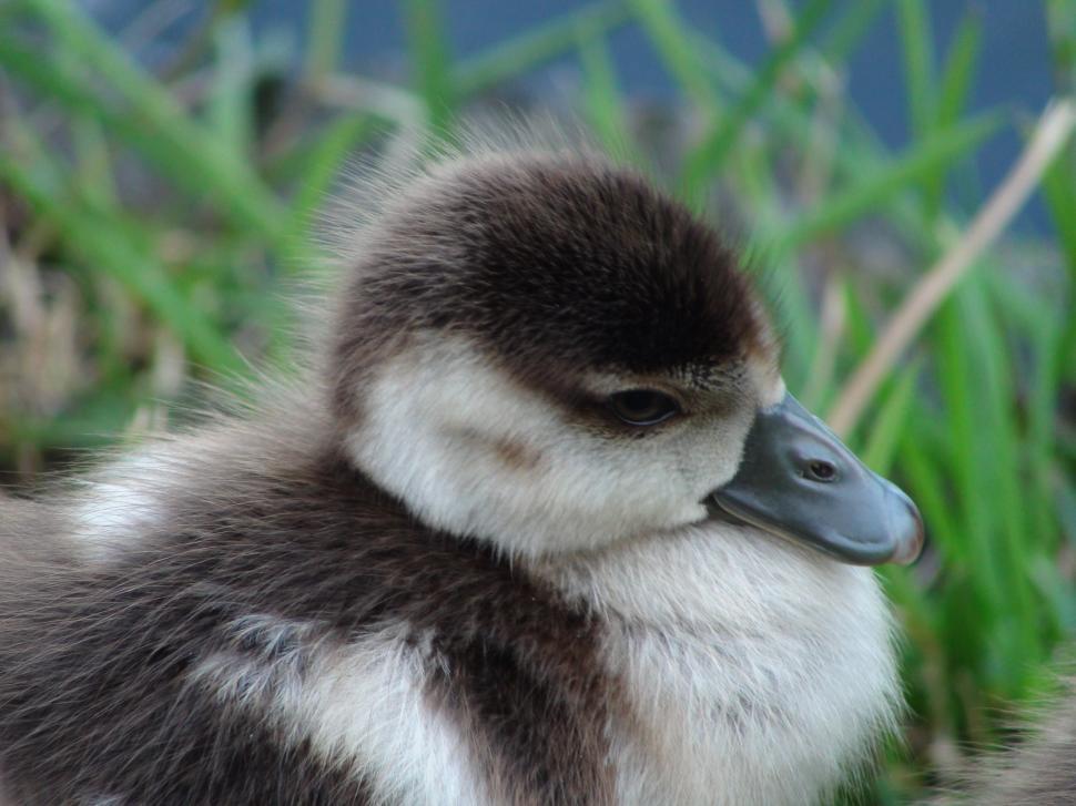 Free Image of Baby Duck Sitting in Grass 
