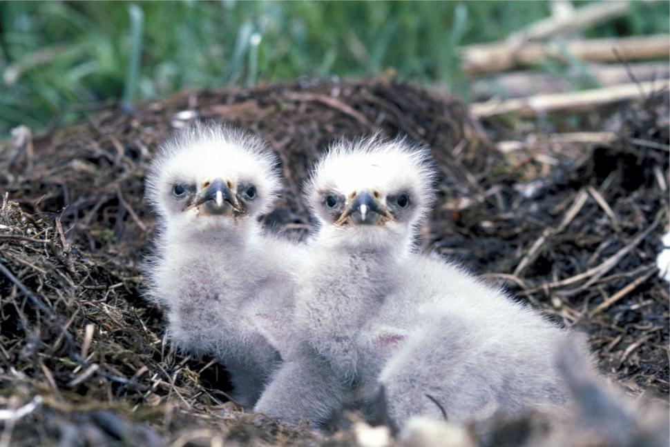 Free Image of Three Baby Birds Sitting in a Pile of Dirt 
