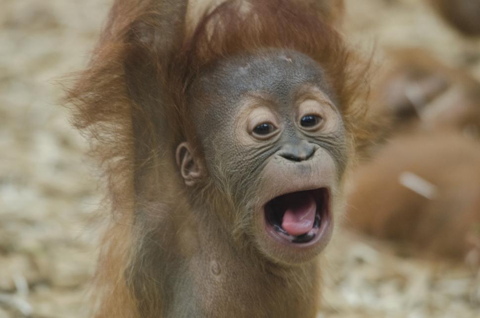 Free Image of Baby Orangutan With Mouth Open 