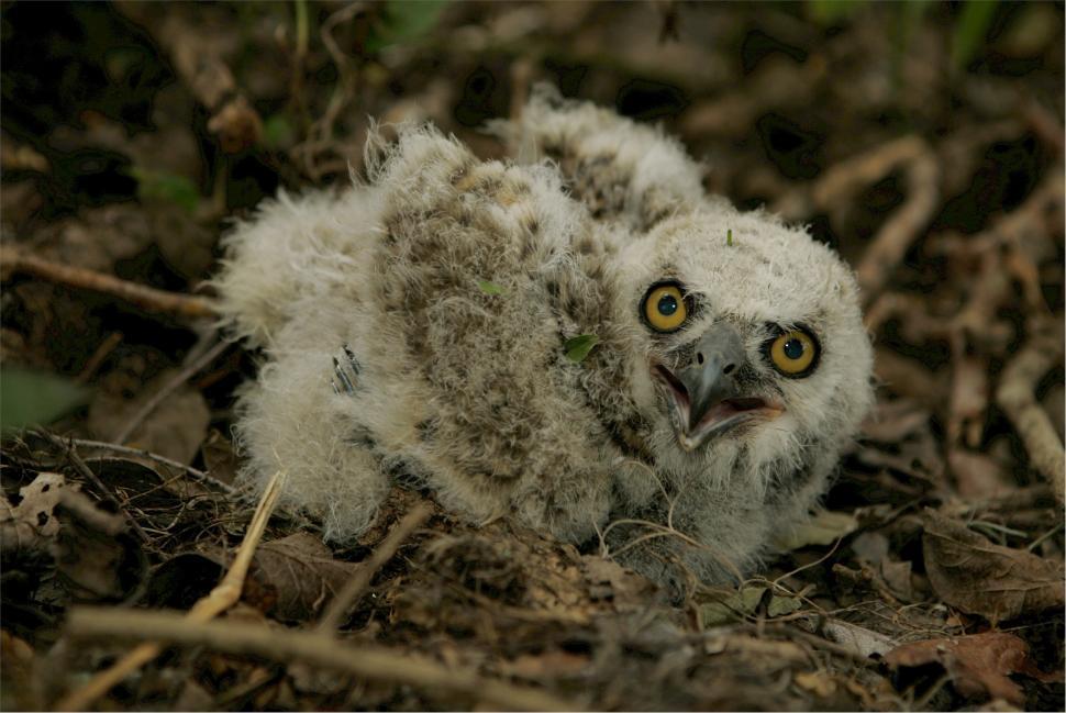 Free Image of Baby Owl Sitting on the Ground 