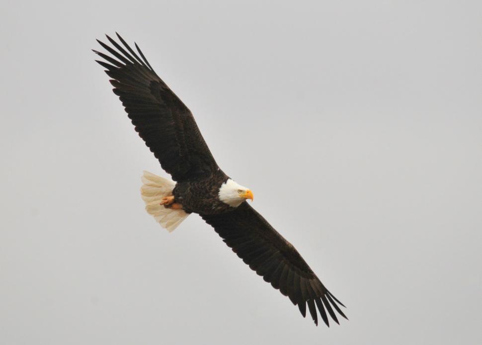 Free Image of Bald Eagle Soaring Through the Sky on a Cloudy Day 