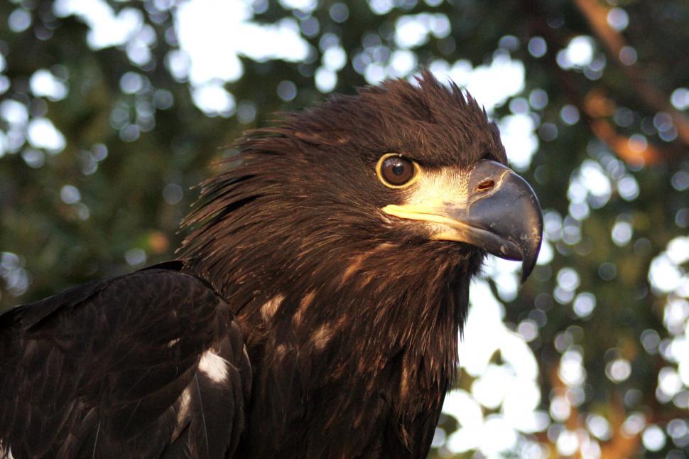Free Image of Close Up of a Bird of Prey With Trees in the Background 