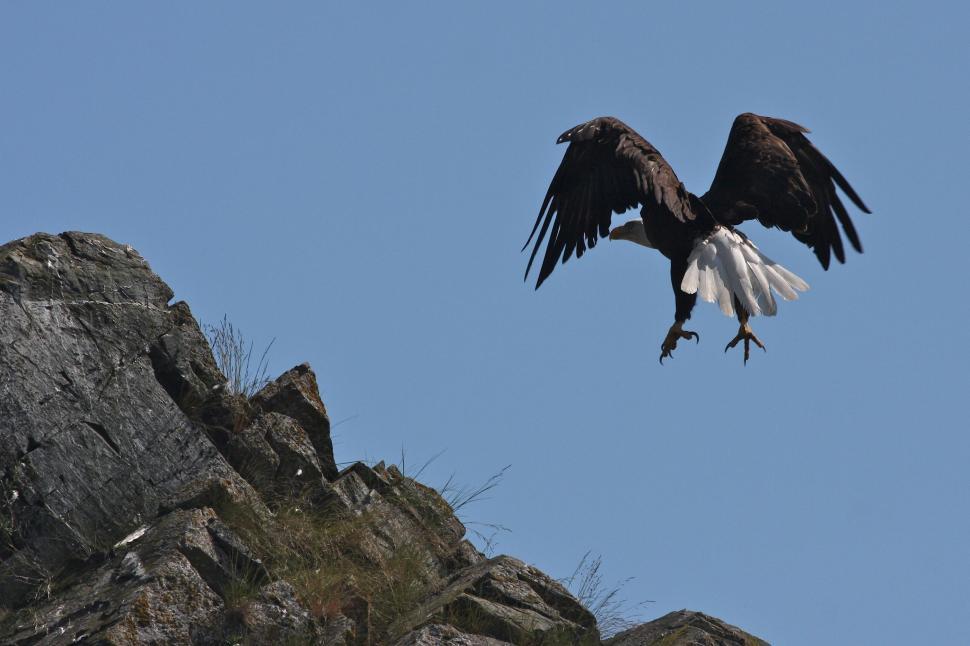 Free Image of Large Bird Soaring Over Rocky Cliff 