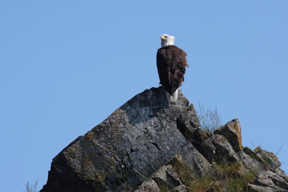 Free Image of Bird Perched on Large Rock 
