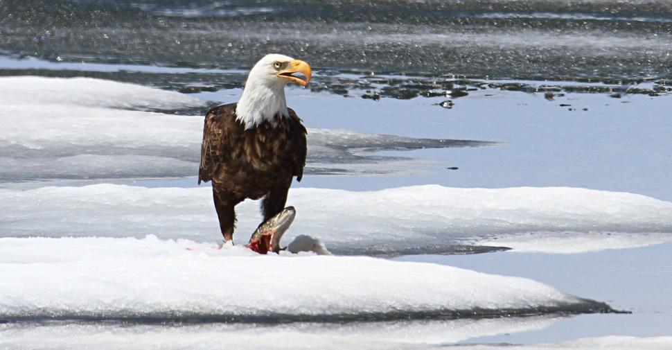 Free Image of Bald Eagle Standing in Snow by Water 