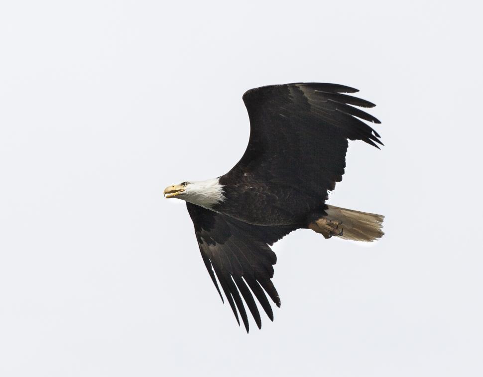 Free Image of Large Black and White Bird Flying in the Sky 