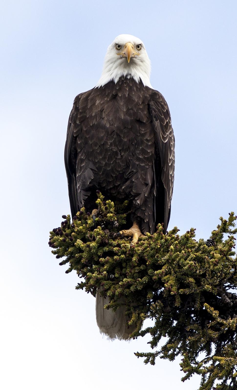 Free Image of Bald Eagle Perched on Top of a Tree Branch 