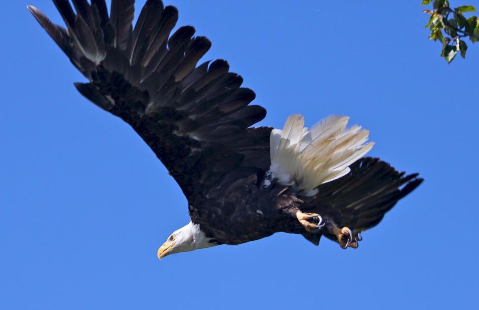 Free Image of Bald Eagle Flying Through a Blue Sky 