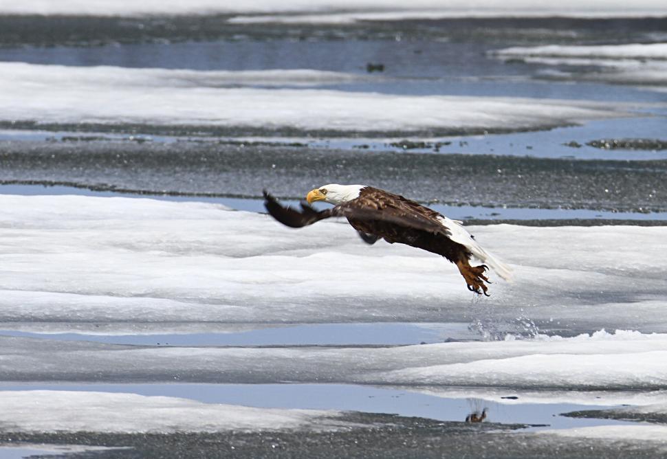 Free Image of Bald Eagle Flying Over Ice Covered Water 