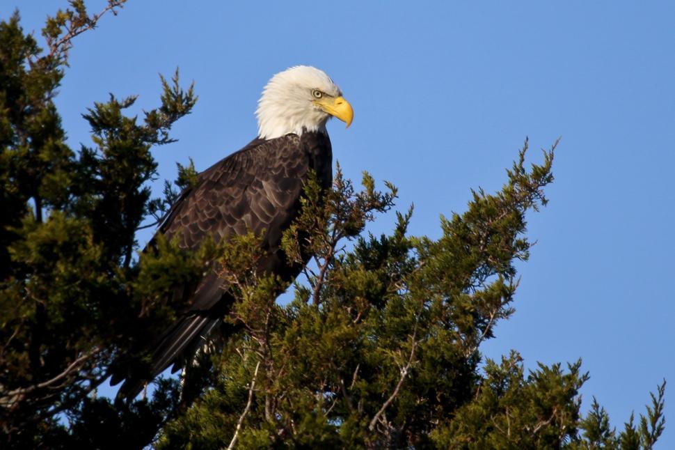 Free Image of Bald Eagle Perched on Top of Tree 