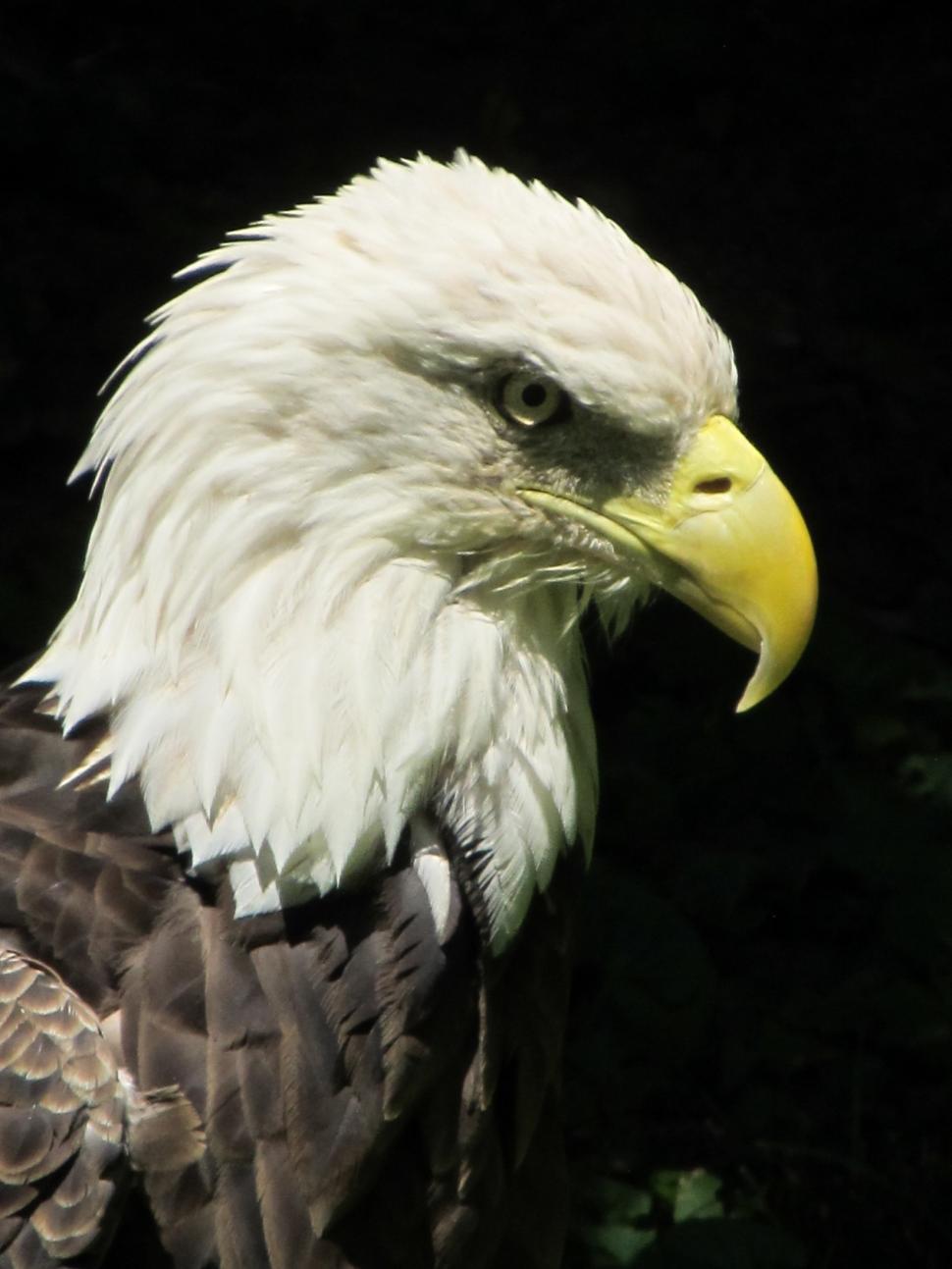 Free Image of Close Up of a Bald Eagle Against Black Background 