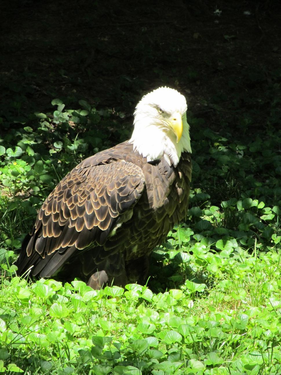 Free Image of Bald Eagle Sitting in Grass 