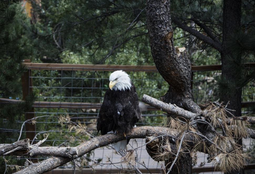 Free Image of Bald Eagle Perched on a Tree Branch 