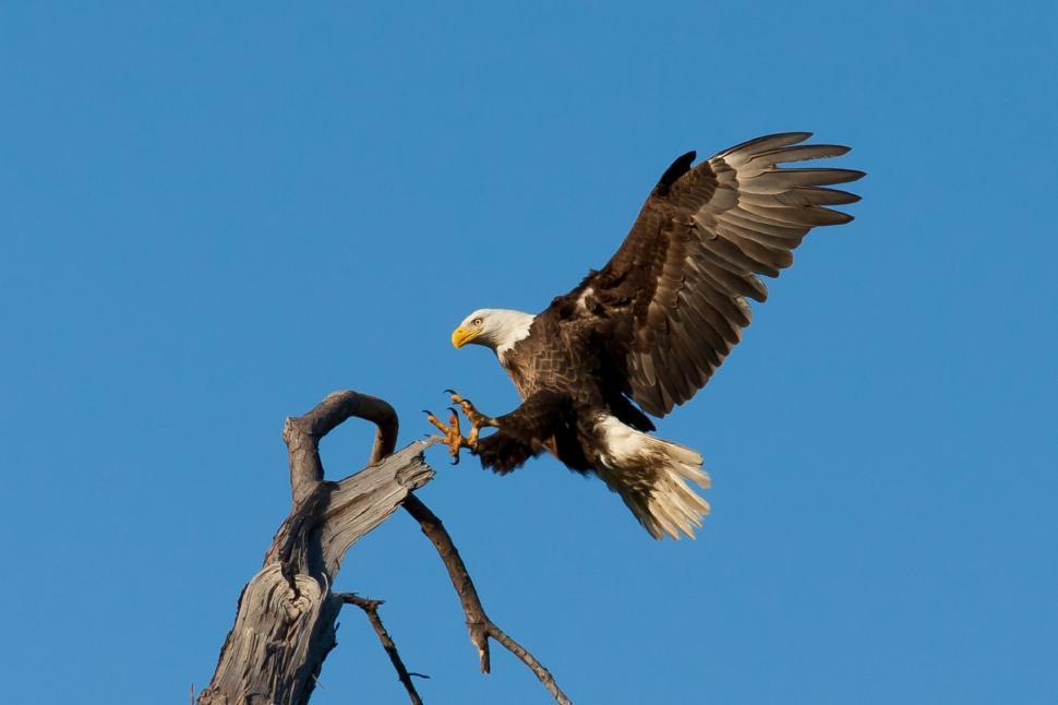 Free Image of Bald Eagle Flying Over Dead Tree 