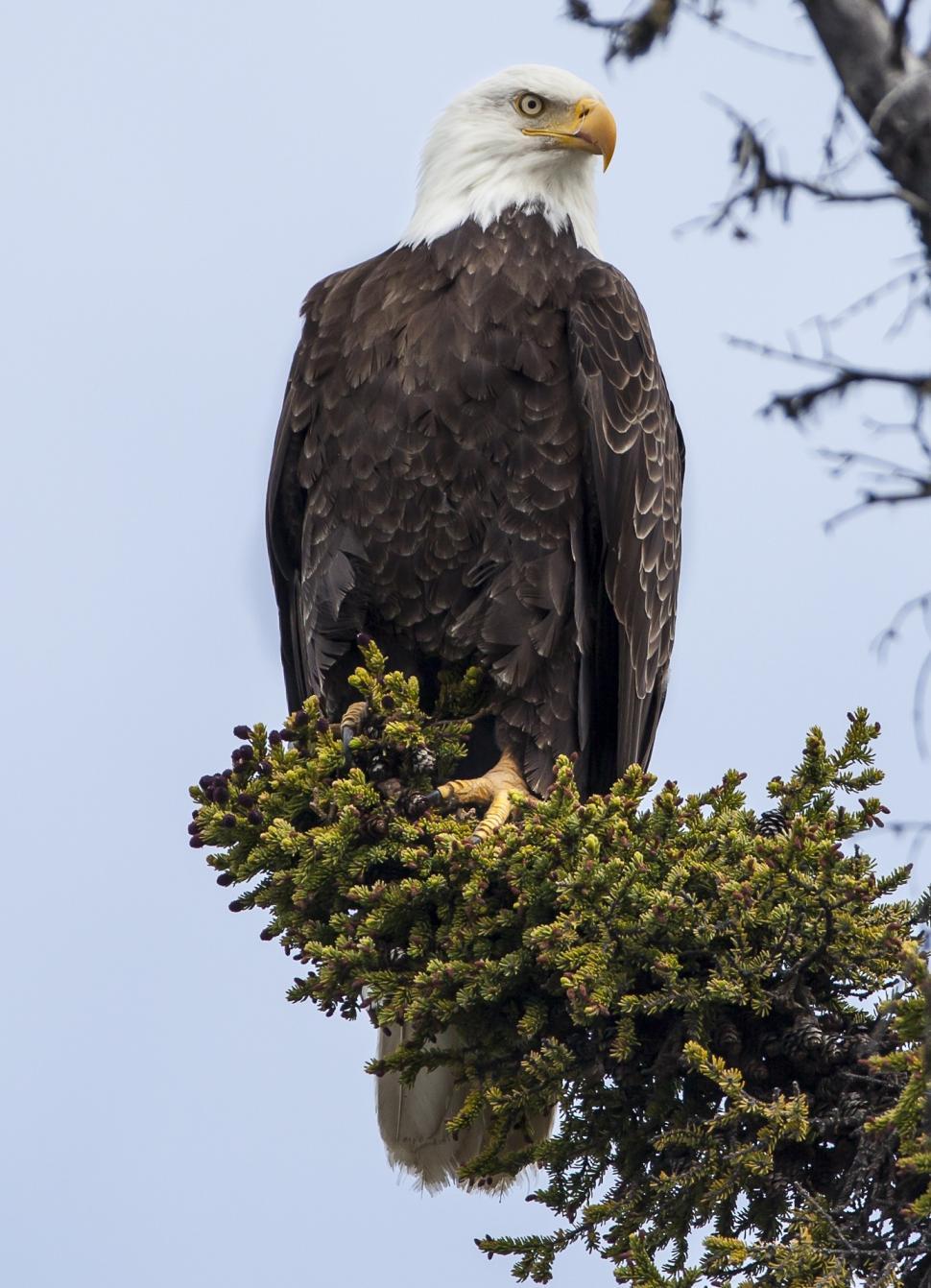 Free Image of Bald Eagle Perched on Top of Tree Branch 