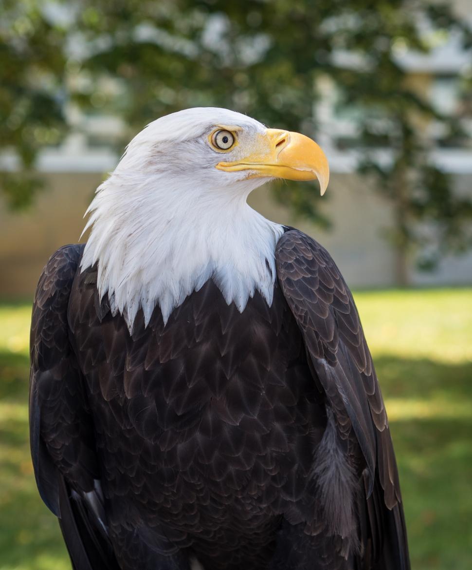 Free Image of Bald Eagle Standing in the Grass 