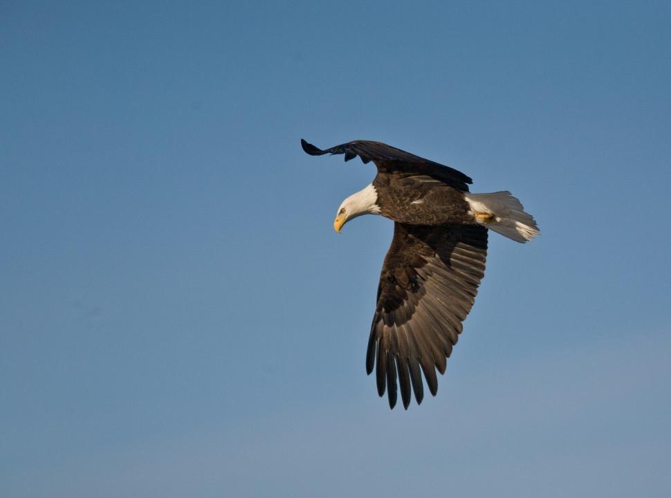 Free Image of Bald Eagle Soaring Through Blue Sky 