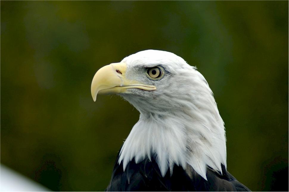 Free Image of Close Up of a Bald Eagle Against Green Background 