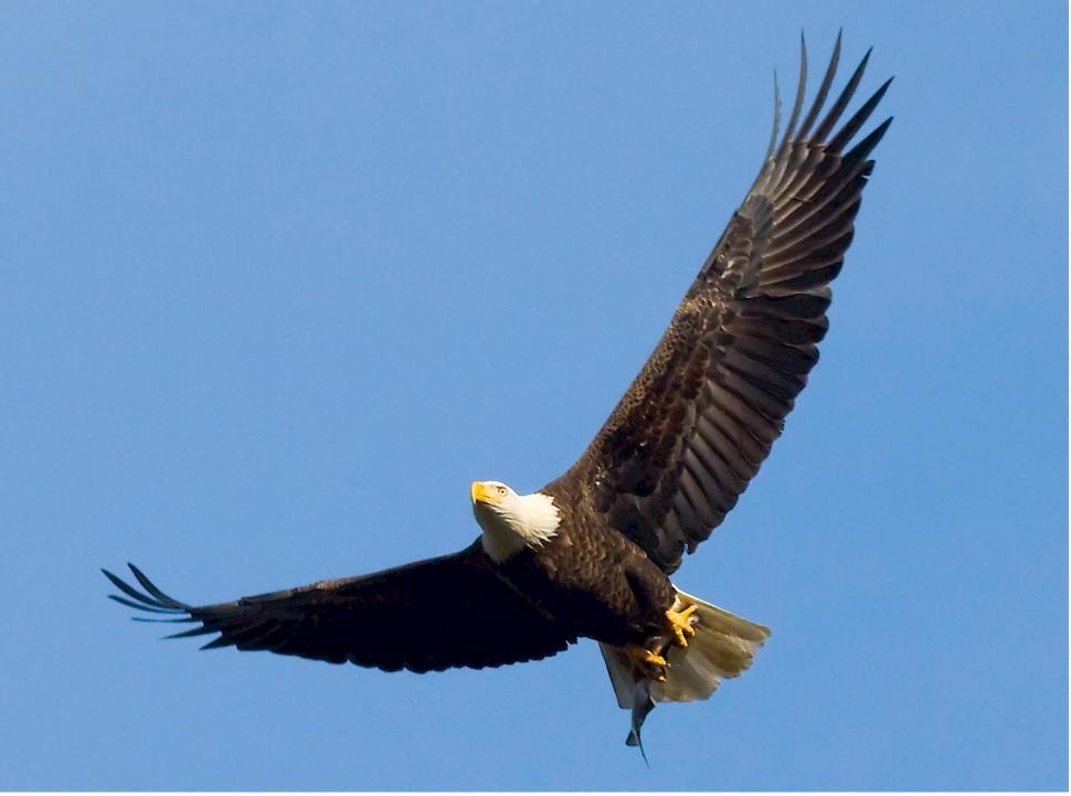 Free Image of Bald Eagle Soaring Through Blue Sky 