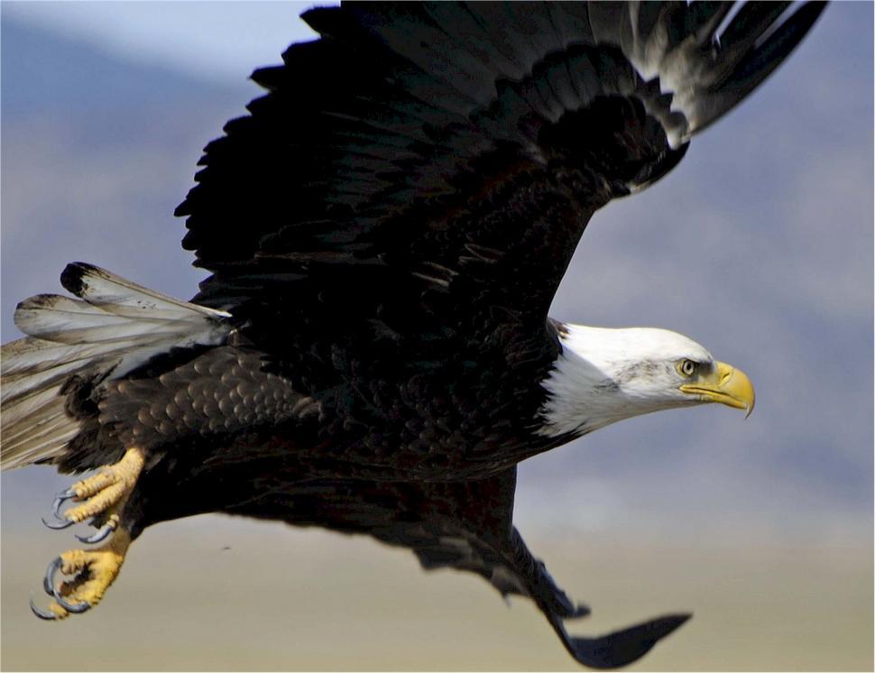 Free Image of Majestic Bald Eagle Soaring Through the Sky 